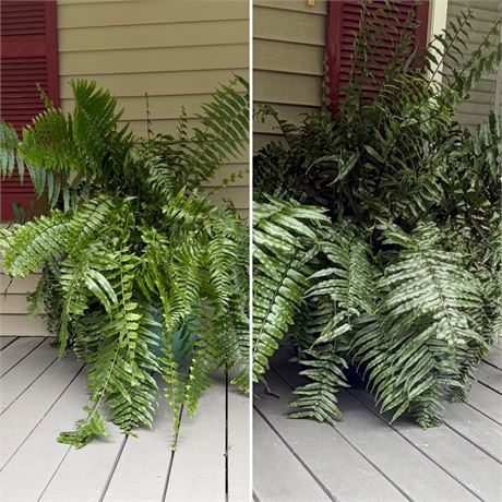 Pair (2) ~ Large Macho Ferns In Clay Planters