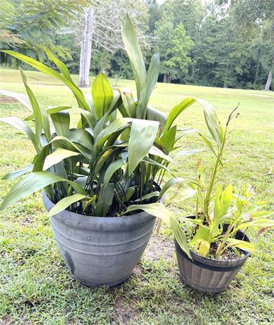 Set of 2 Potted Plants