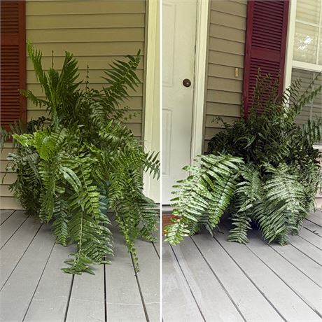 Pair (2) ~ Large Macho Ferns In Clay Planters
