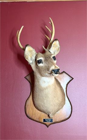 Vintage 1973 Whitetail Buck Shoulder Mount Taxidermy - 9 Point Deer