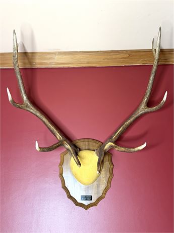 Vintage Deer Antler Taxidermy Trophy Mount - Durango, Colorado