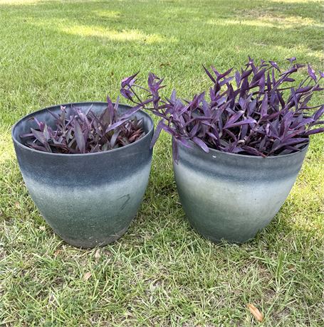 Set of 2 Large Purple Heart Plants in Resin Planters