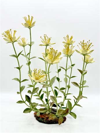 TAKIS ~ Mentzelia conspicua (Chama Blazing Star) ~ Metal Sculpture