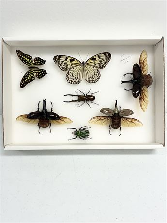 BIOQUIP PRODUCTS ~ Preserved Butterfly & Beetle Display Box
