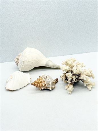 4Pcs of Assorted Shells & Coral