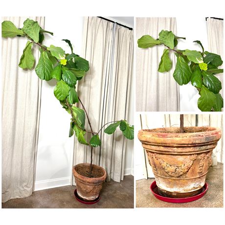 Gigantic Fiddle Leaf House Plant in Huge Decorative Terracotta Pot