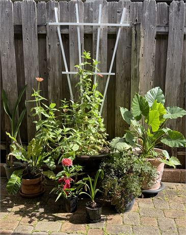Assortment Of (7) Potted Plants
